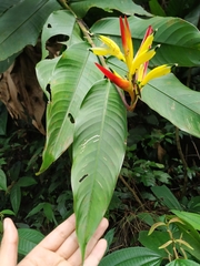 Leptoscelis excellens