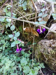 Cuphea calaminthifolia