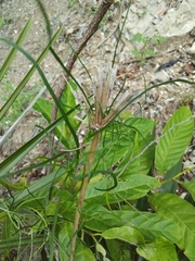 Dioscoreaceae