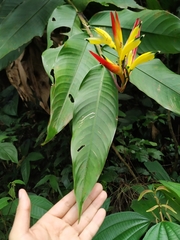 Leptoscelis excellens