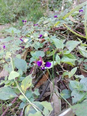 Cuphea calaminthifolia