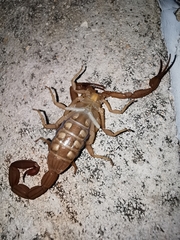 Centruroides ochraceus