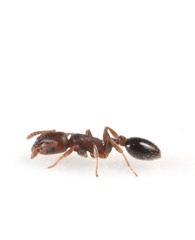 Temnothorax schaumii