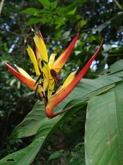 Leptoscelis excellens