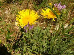 Pentanema montanum
