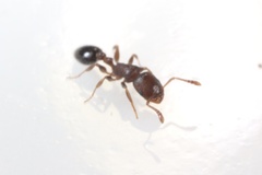 Temnothorax schaumii
