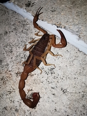 Centruroides ochraceus