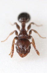 Temnothorax schaumii