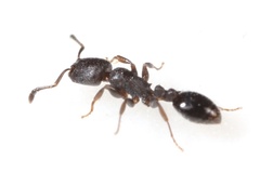 Temnothorax schaumii