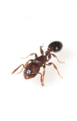 Temnothorax schaumii