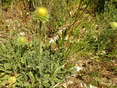 Pentanema montanum