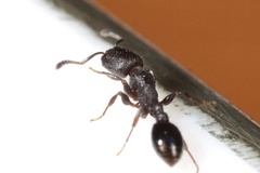 Temnothorax schaumii