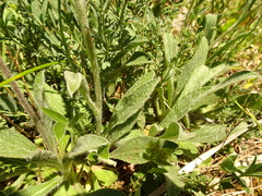 Pentanema montanum