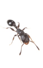 Temnothorax schaumii