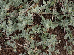 Atriplex maximowicziana