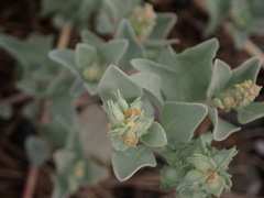 Atriplex maximowicziana