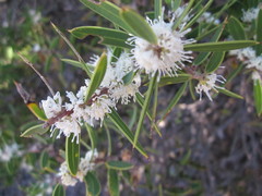 Hakea marginata
