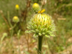 Pentanema montanum