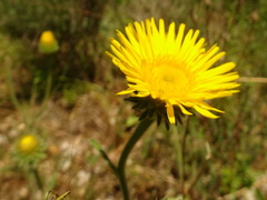 Pentanema montanum