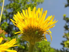 Pentanema montanum