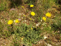 Pentanema montanum