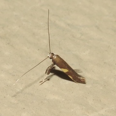 Caloptilia bimaculatella