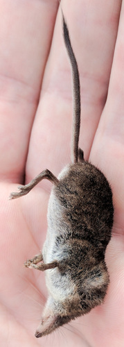 Sorex cinereus