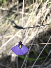 Utricularia barkeri