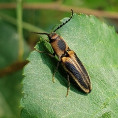 Megapenthes limbalis