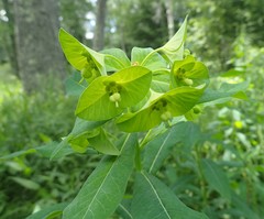 Euphorbia purpurea