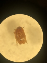 Stelidota geminata