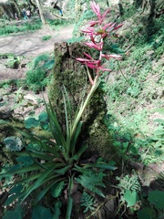Tillandsia gymnobotrya