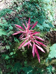 Tillandsia gymnobotrya