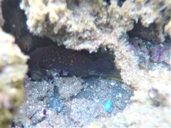 Rypticus bicolor