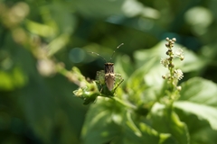 Hypselonotus punctiventris