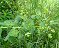 Euphorbia purpurea
