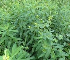 Euphorbia purpurea