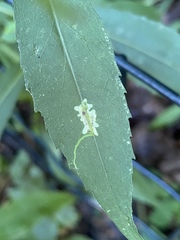 Calycomyza promissa