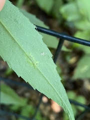 Calycomyza promissa