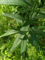 Artemisia serrata