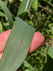 Elymus wiegandii