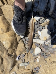 Pelecaniformes