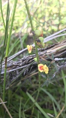 Sphaerolobium vimineum