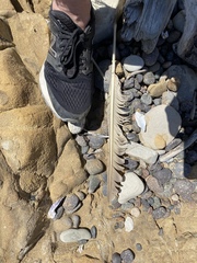 Pelecaniformes
