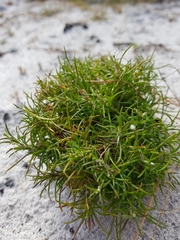 Laxmannia compacta