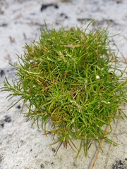 Laxmannia compacta