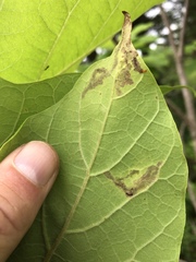 Amauromyza pleuralis