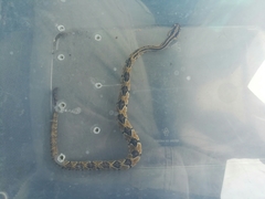 Crotalus mictlantecuhtli