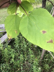 Amauromyza pleuralis