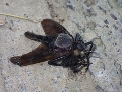 Microstylum oberthurii